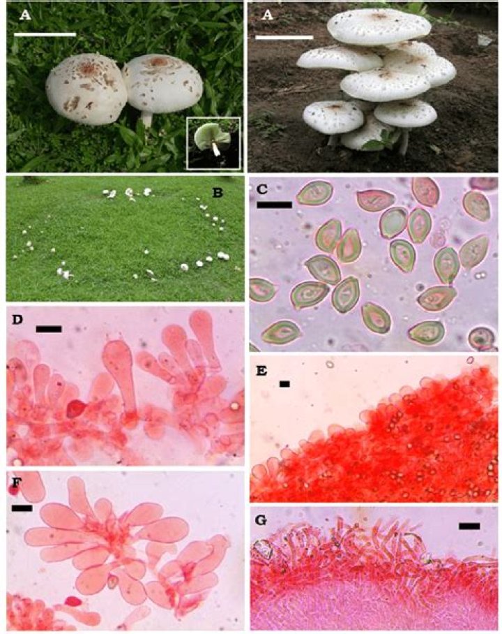 Comprehensive Guide to Chlorophyllum Molybdites in Australia