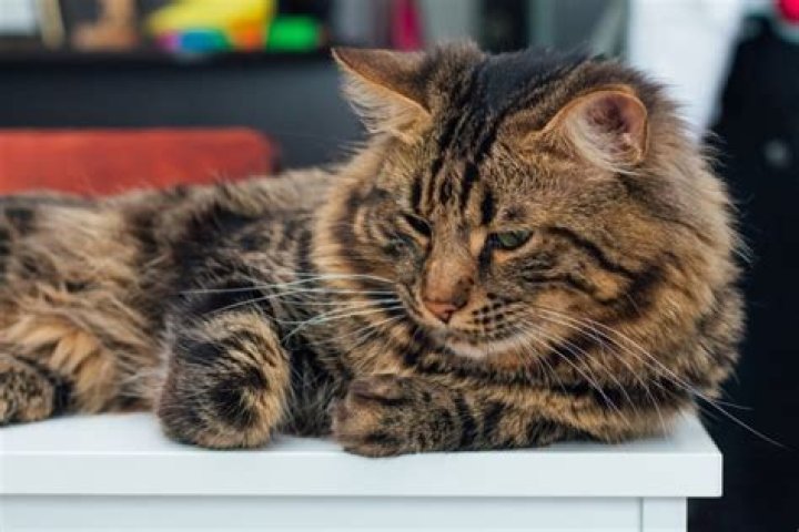 Cuddly Comedians: Cats That Look Like Jim Gaffigan