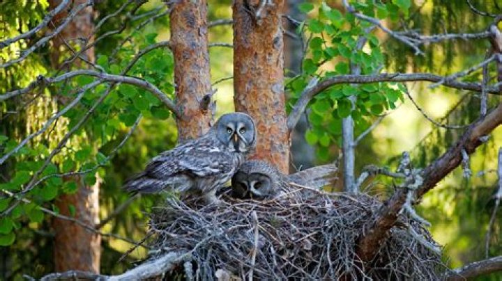 Discover the Enigmatic World of Owls: Nature's Silent Predators