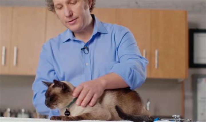 Discover the Inspiring Journey of Jan Pol: The Renowned Veterinarian and TV Personality