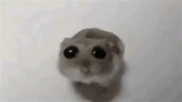 Exploring the Depths of Emotion: The Sad Mouse Meme