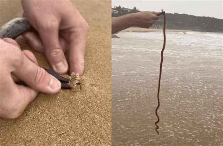 Exploring the Truth: Are Beach Worms Dangerous?