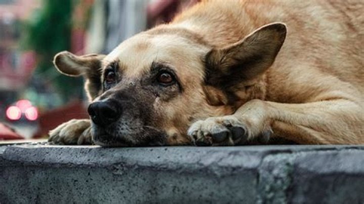 ImSkirby Dog Incident: What Really Happened and Why It Matters