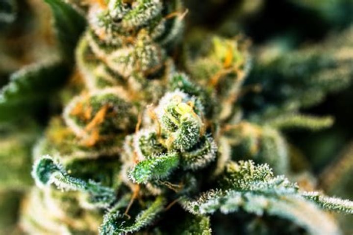 Savanna Boda Net Worth: A Comprehensive Guide to Her Wealth and Achievements