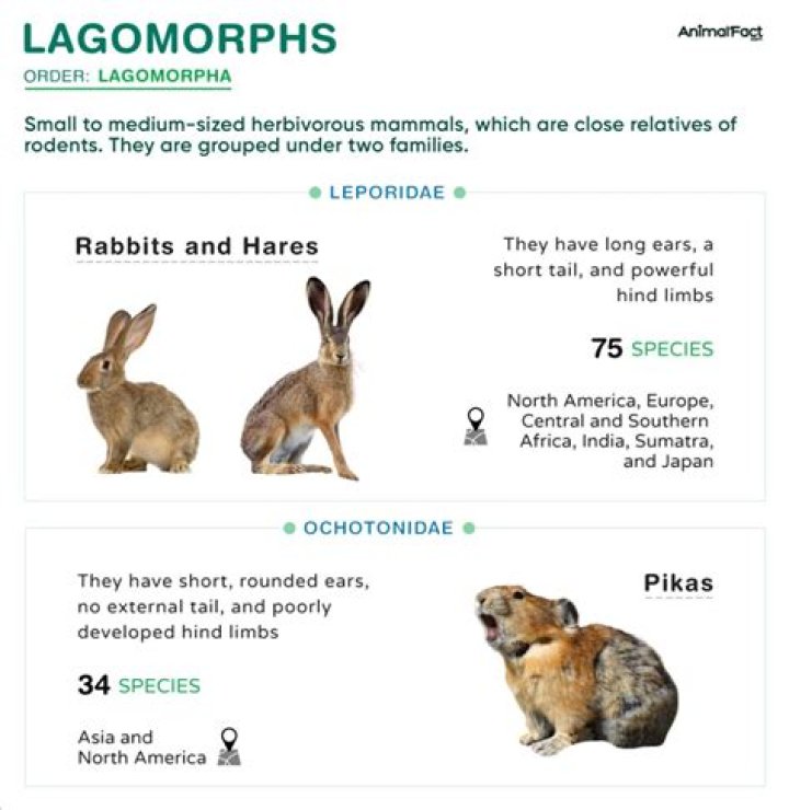 Understanding Rabies in Lagomorphs: A Comprehensive Guide
