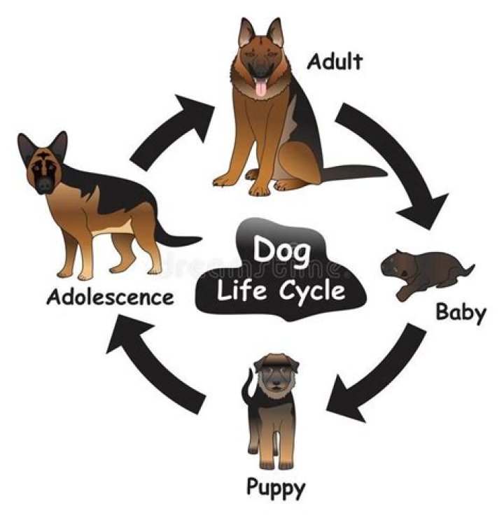 Understanding the Raw Dog Meaning: Unpacking the Terminology