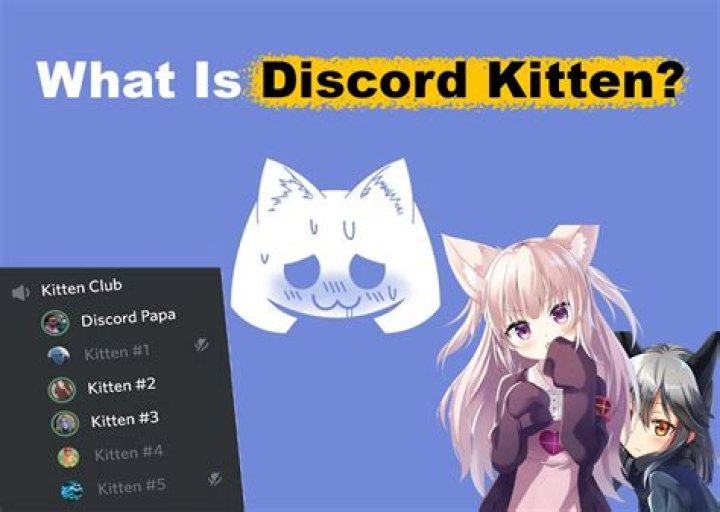 What is Discord Kitten? A Comprehensive Guide to Understanding This Trend